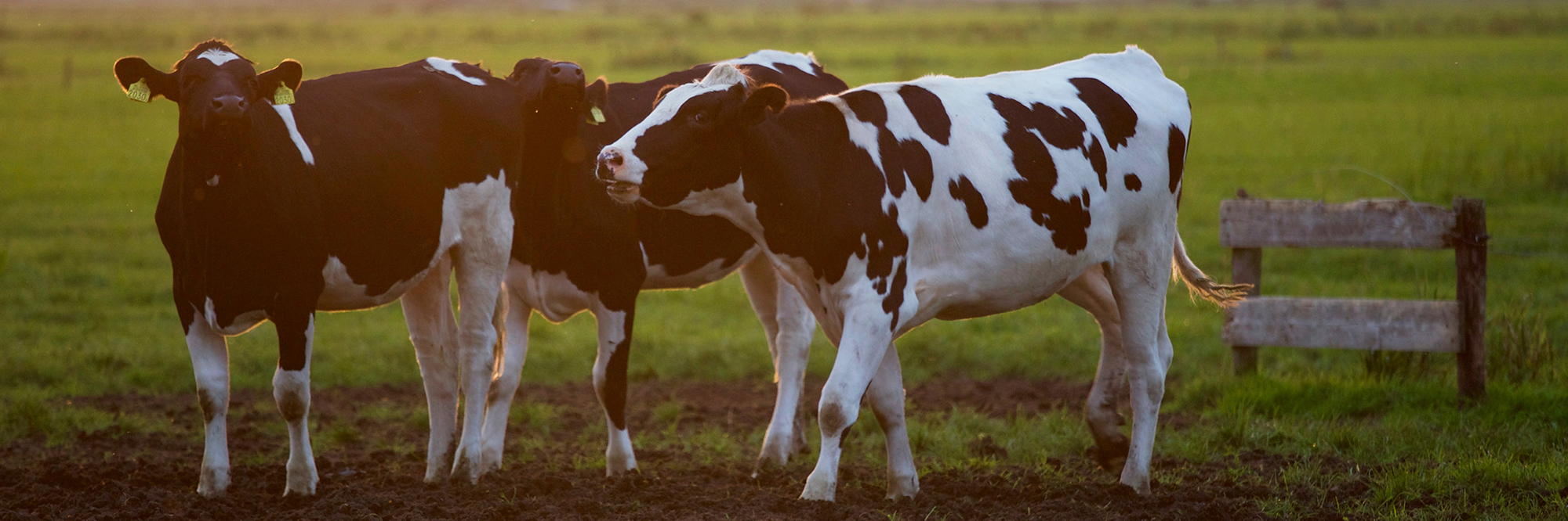Inclusive Finance Zimbabwe